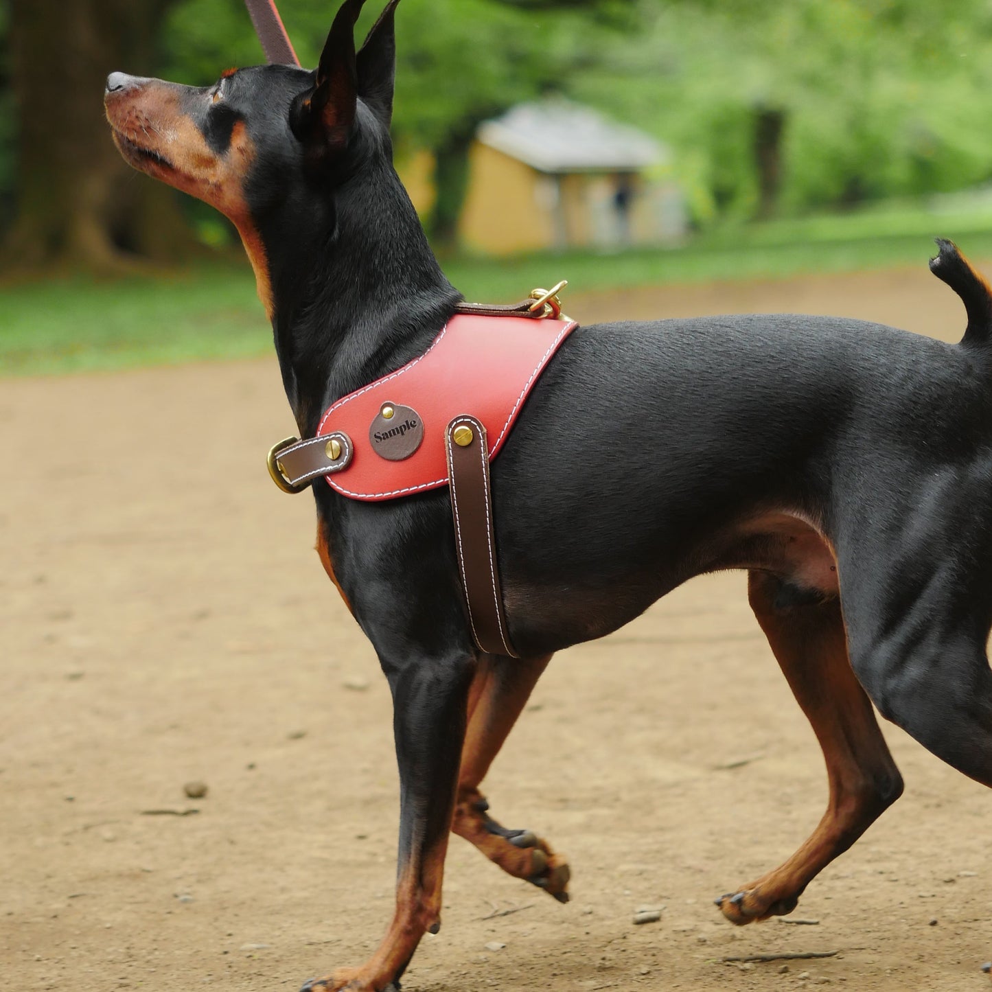 姫路レザー ノルウェージャン 犬用ハーネス カラーシリーズ 【小型~中型犬サイズ】