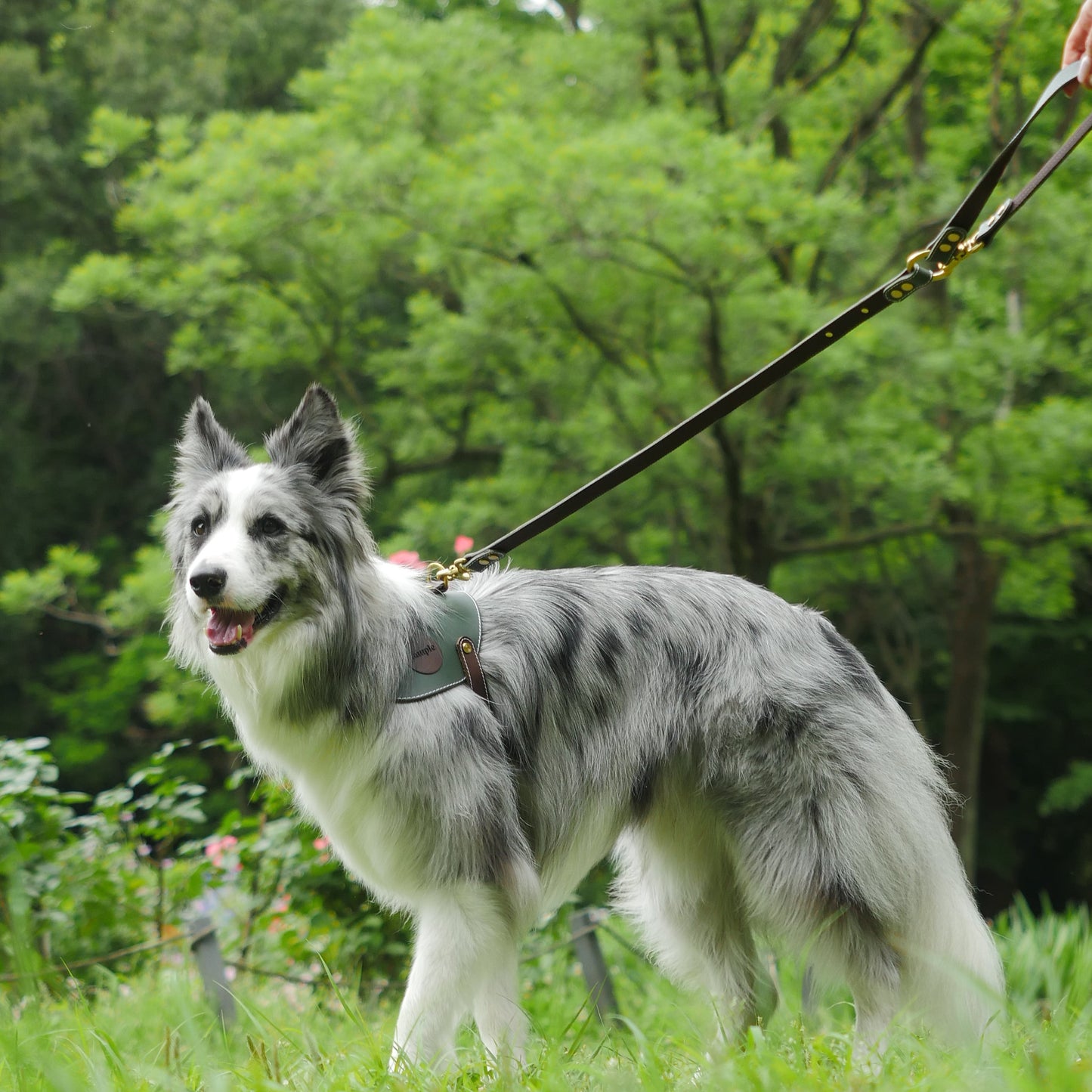 姫路レザー 犬用リード カラーシリーズ