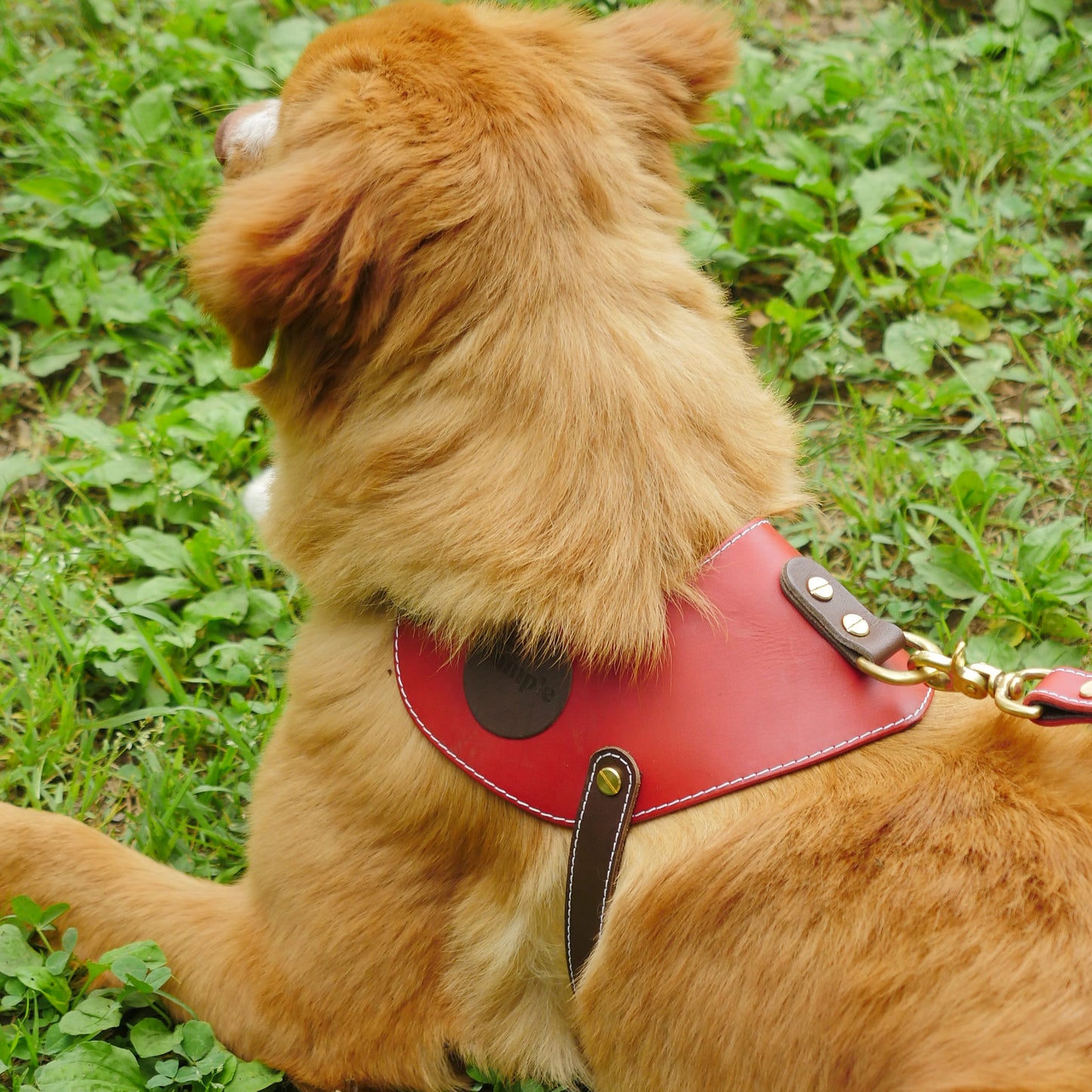 姫路レザー ノルウェージャン 犬用ハーネス カラーシリーズ 【小型~中型犬サイズ】