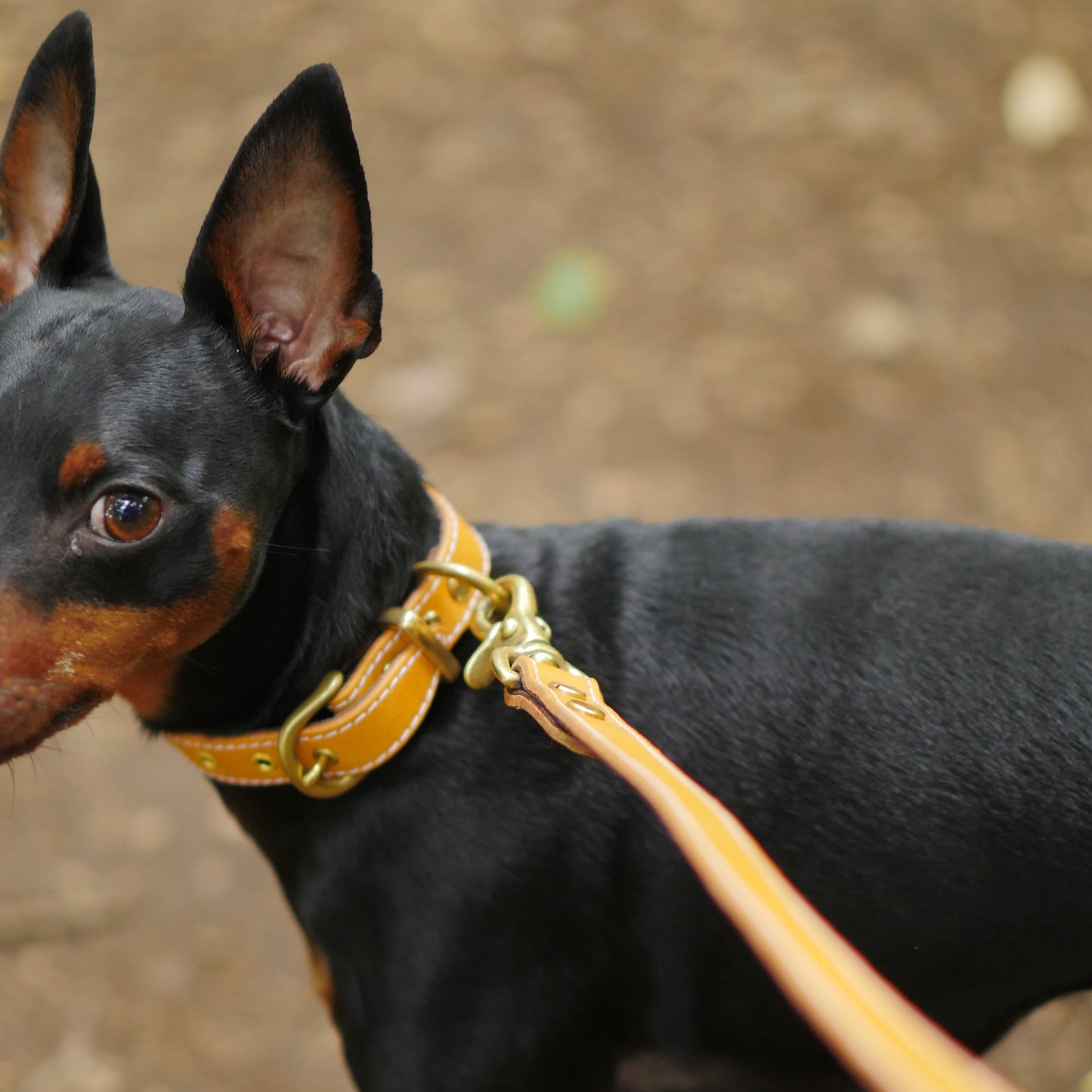 姫路レザー 犬用首輪 カラーシリーズ 【小型~中型犬サイズ】